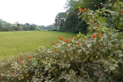 Erythrina subumbrans